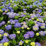 Hortensia Blue Ball - Hydrangea `Blue Ball`
