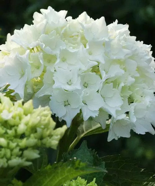 Hortensia Pax - Hydrangea `Pax`