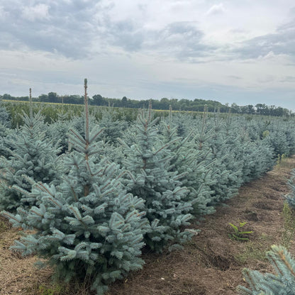 Argintiu Super Blue la balot - Picea Pungens Glauca Super Blue - livrare dupa 10 octombrie