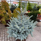 Argintiu Super Blue  - Picea Pungens Glauca Super Blue