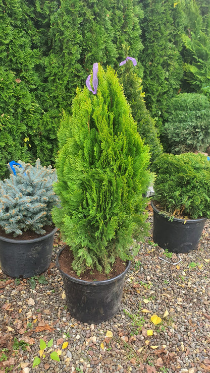 Tuia Orientală Aurea Nana - Thuja Orientalis Aurea Nana