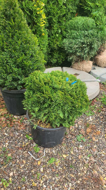 Tuia globulara pitica - Thuja Occidentalis Danica