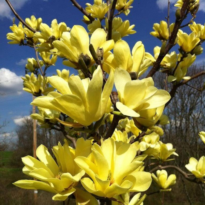 Magnolie Yellow River - Magnolia Yellow River