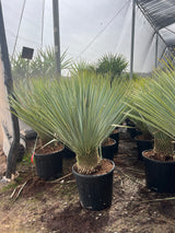 Yucca Albastră - Yucca Rostrata