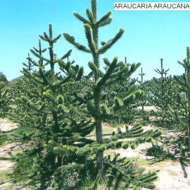 Arborele Maimuței - Araucaria Araucana (Precomanda - Poze Reale)