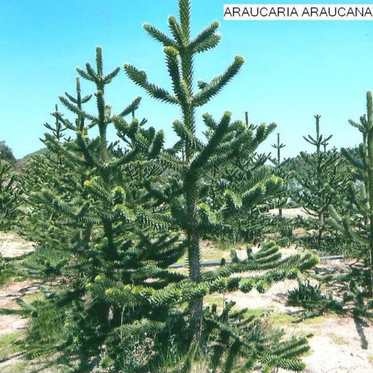 Arborele Maimuței - Araucaria Araucana (Precomanda - Poze Reale)