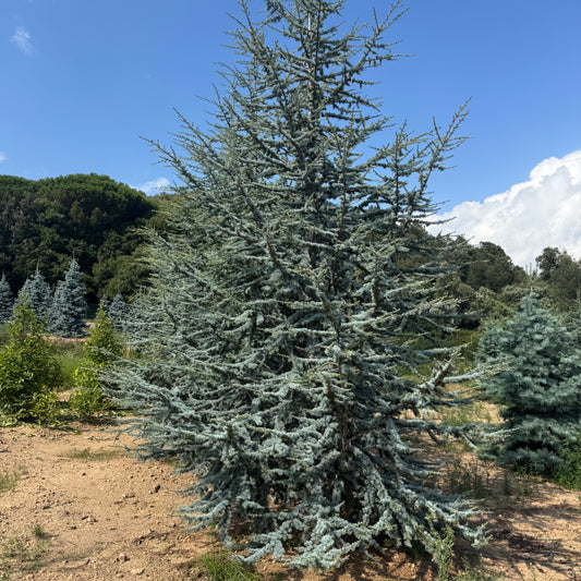 Cedru Atlantic Glauca - Premium (Precomanda - Poze Reale)