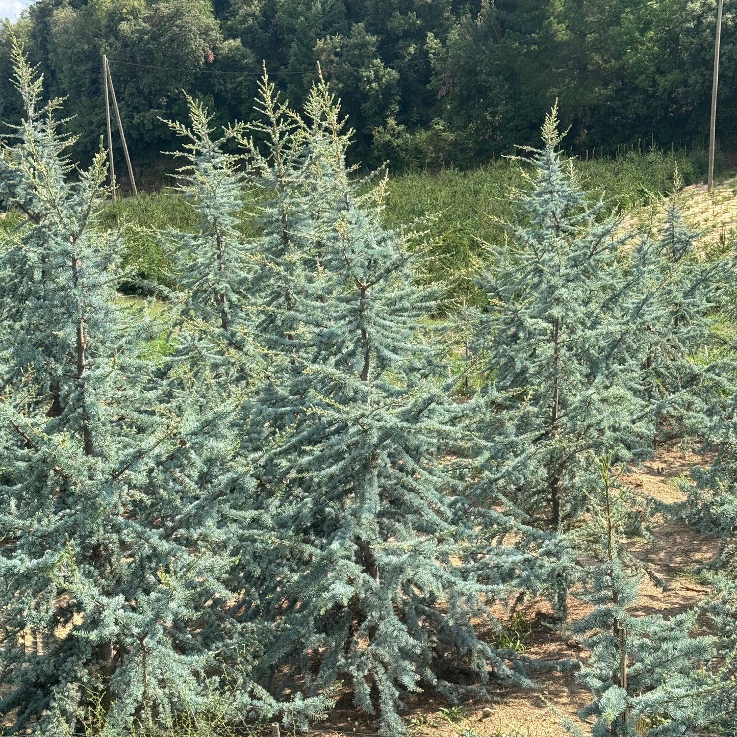 Cedru Atlantic Glauca - Premium (Precomanda - Poze Reale)