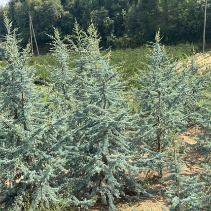 Cedru Atlantic Glauca - Premium (Precomanda - Poze Reale)