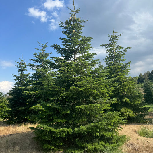 Brad De Caucaz - Abies Nordmanniana la balot (Transport Gratuit)