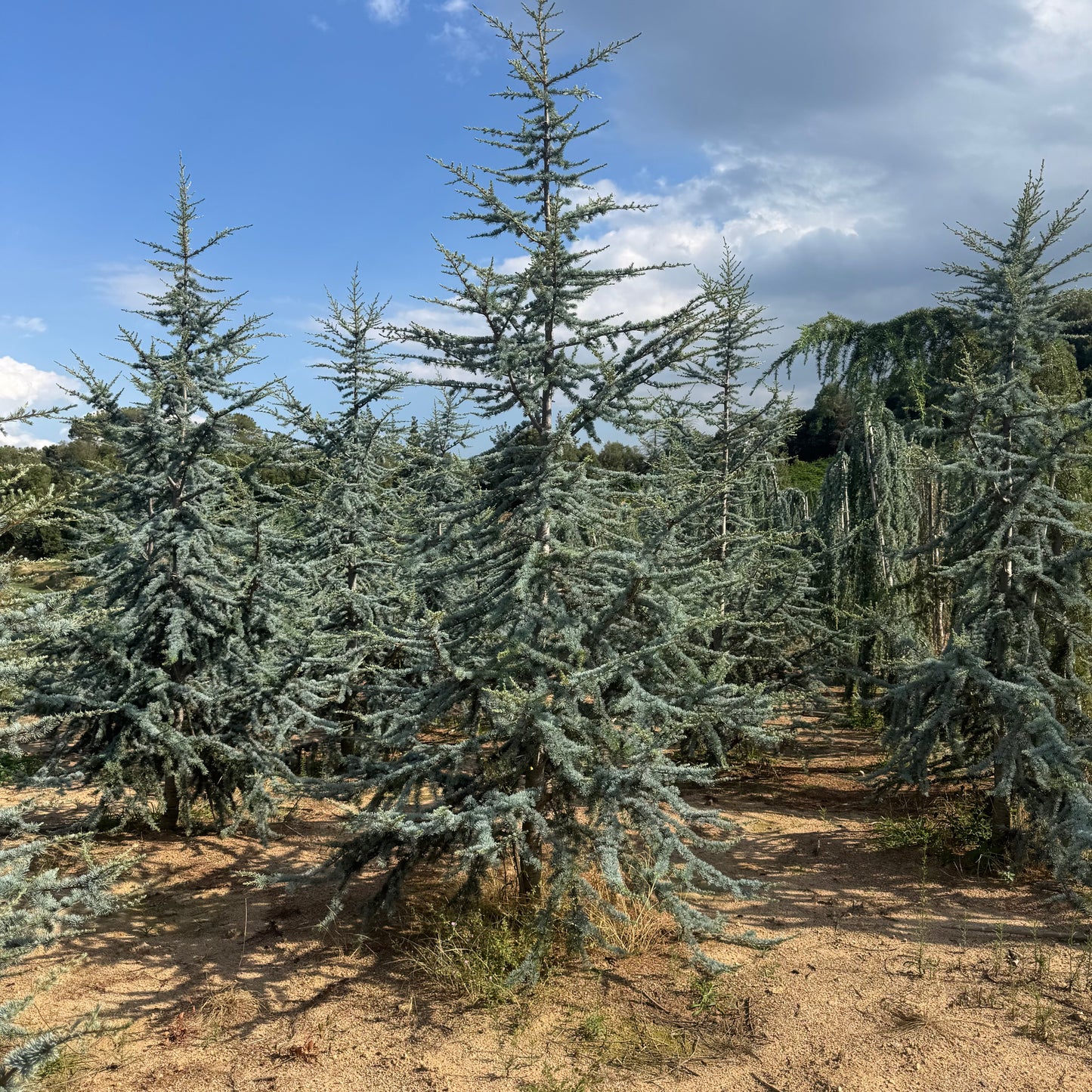 Cedru Atlantic Glauca - Premium (Precomanda - Poze Reale)