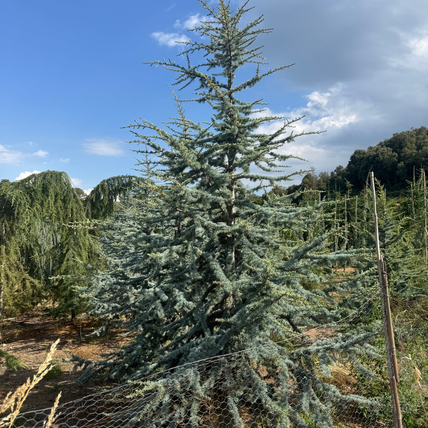 Cedru Atlantic Glauca - Premium (Precomanda - Poze Reale)