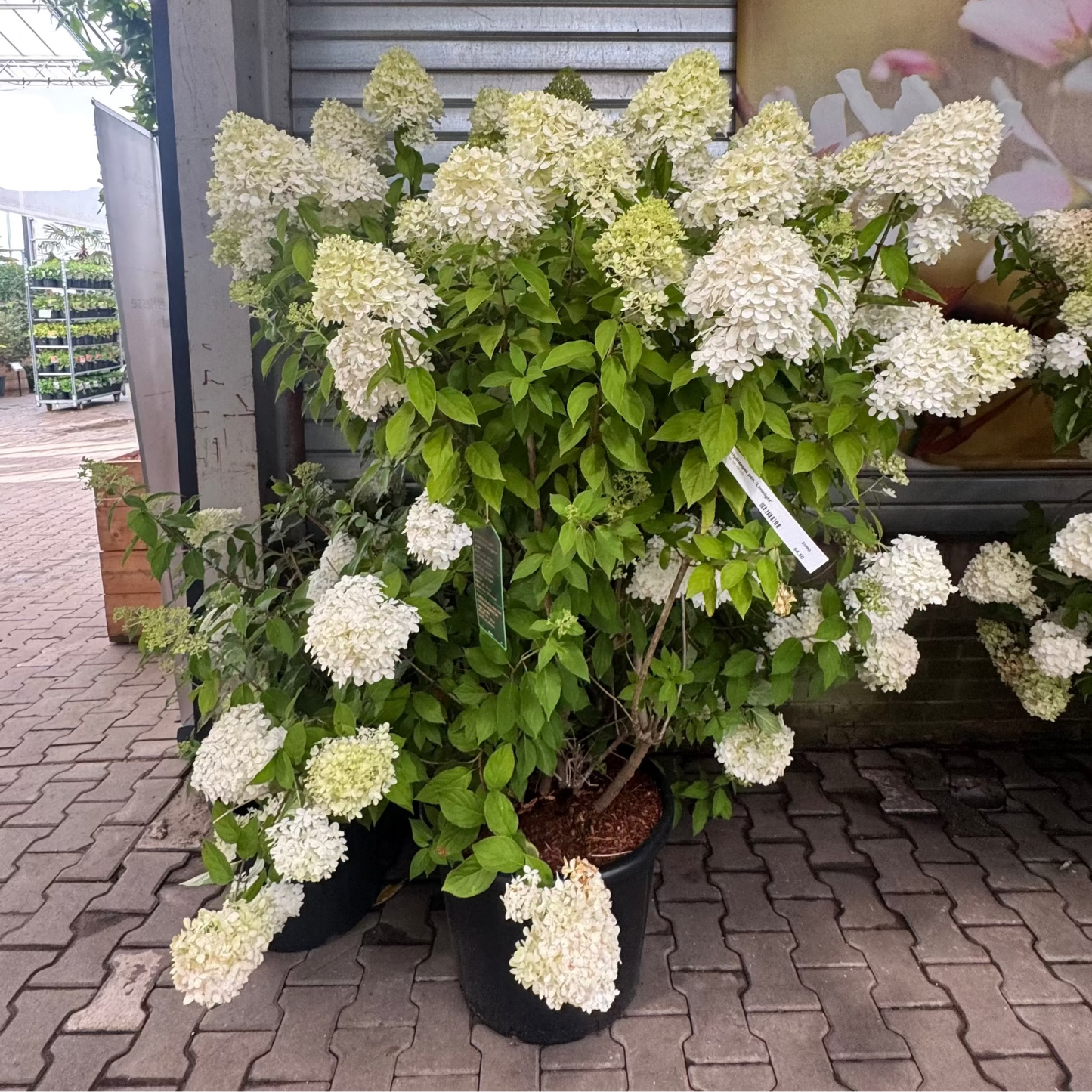 Hydrangea pan. 'Limelight' Spec - livrare dupa 10 octombrie