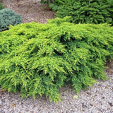 Ienupar Verde Galben - Juniperus X Media Gold Coast