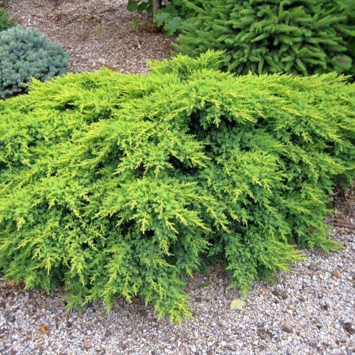 Ienupar Verde Galben - Juniperus X Media Gold Coast