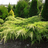 Ienupar Verde Galben - Juniperus X Media Gold Coast
