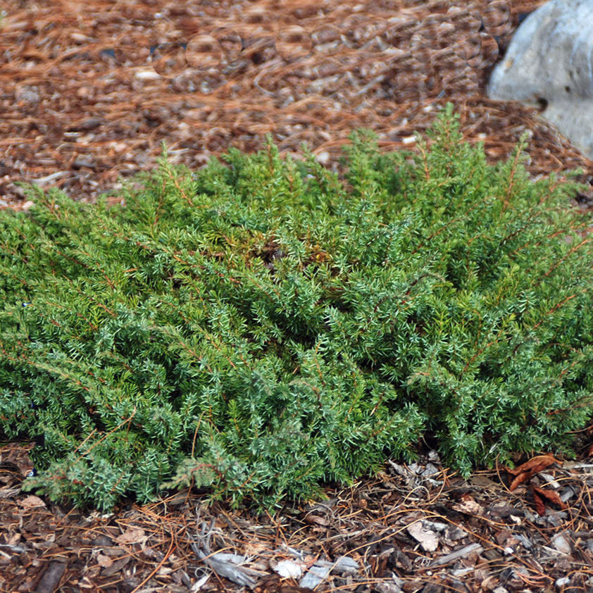 Ienupar Covor Verde  - Juniperus Communis Green Carpet