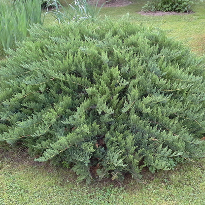 Ienupar Covor Verde  - Juniperus Communis Green Carpet