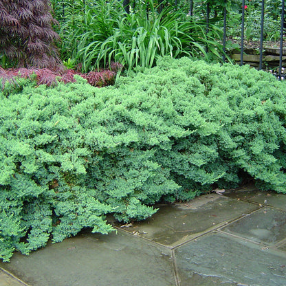 Ienupar pitic verde - Juniperus Procumbens Nana