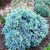 Ienupar Albastru compact - Juniperus Squamata Blue Star