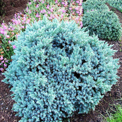 Ienupar Albastru compact - Juniperus Squamata Blue Star