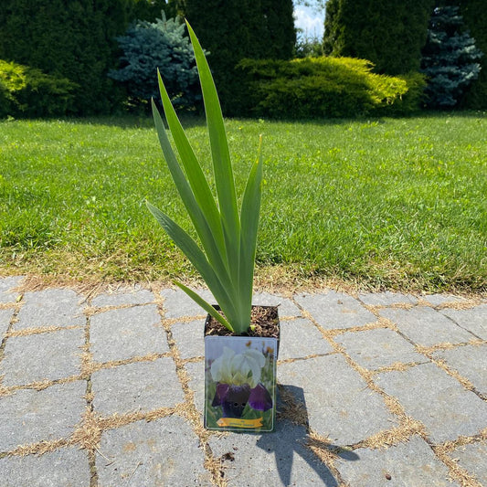 Iris germanica 'Salonique' – Stanjenei german 'Salonique'