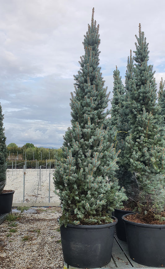Picea Pungens Iselli Fastiggiata Premium (Precomanda - Poze Reale)