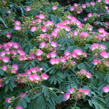 Arborele De Mătase - Albizia Julibrissin