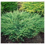Ienupar verde compact - Juniperus Horizontalis Andorra Compacta