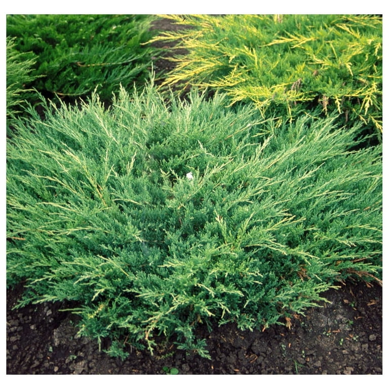 Ienupar verde compact - Juniperus Horizontalis Andorra Compacta