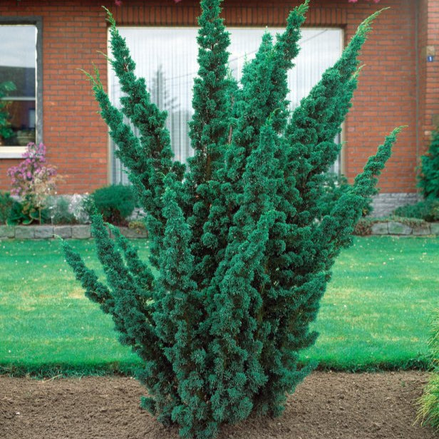 Ienupăr Chinezesc Blaauw - Juniperus Chinensis Blaauw