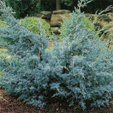 Ienupăr Blue Alps - Juniperus Chinensis Blue Alps