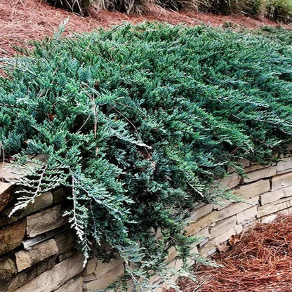 Ienupăr Blue Chip - Juniperus Horizontalis Blue Chip
