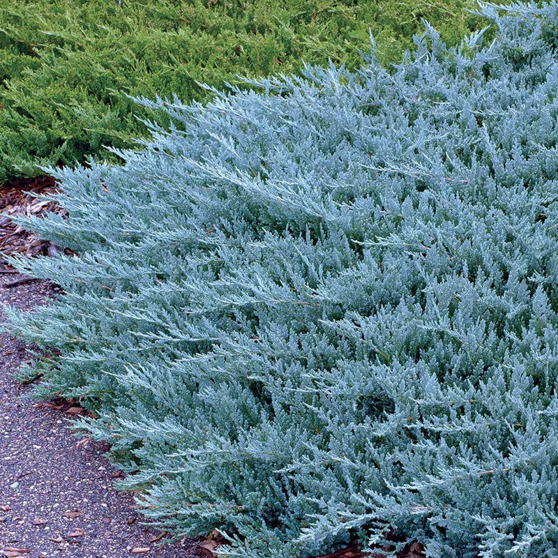 Ienupăr Blue Chip - Juniperus Horizontalis Blue Chip