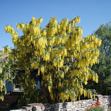 Salcâm Galben Vossii - Laburnum Wat. 'Vossii'