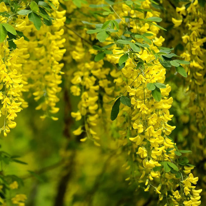 Salcâm Galben Vossii - Laburnum Wat. 'Vossii'