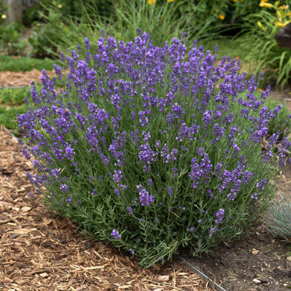 Lavandă Hidcote - Lavandula Ang. 'Hidcote