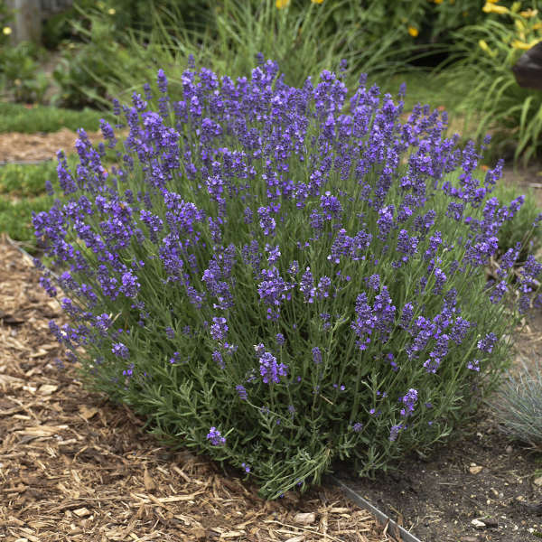 Lavandă Hidcote - Lavandula Ang. 'Hidcote
