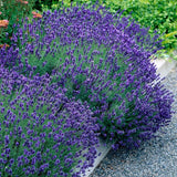 Lavandă Hidcote - Lavandula Ang. 'Hidcote