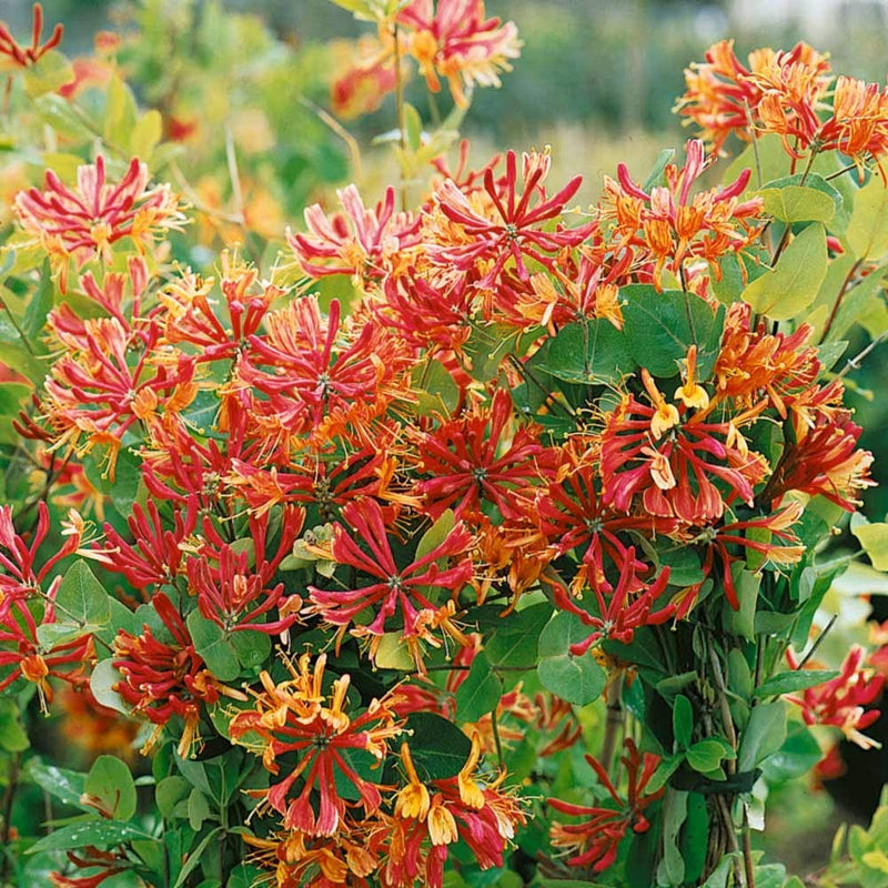 Caprifoi Roșu-Galben Goldflame - Lonicera Goldflame
