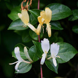 Caprifoi Galben-Alb Haliana - Lonicera Haliana