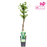 Caprifoi Galben-Alb Haliana - Lonicera Haliana