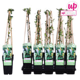 Caprifoi Galben-Alb Haliana - Lonicera Haliana