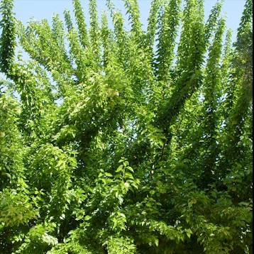 Portocal Fals - Maclura Pomifera