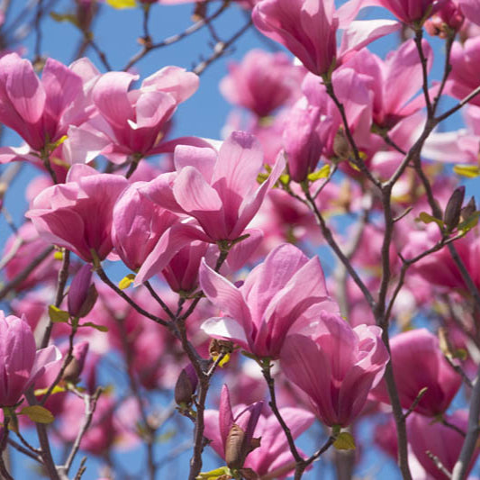 Magnolie Galaxy - Magnolia Galaxy