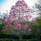 Magnolie Galaxy - Magnolia Galaxy