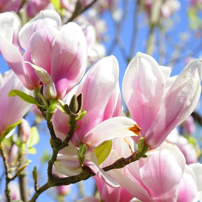 Magnolie Pink Ice - Magnolia Pink Ice