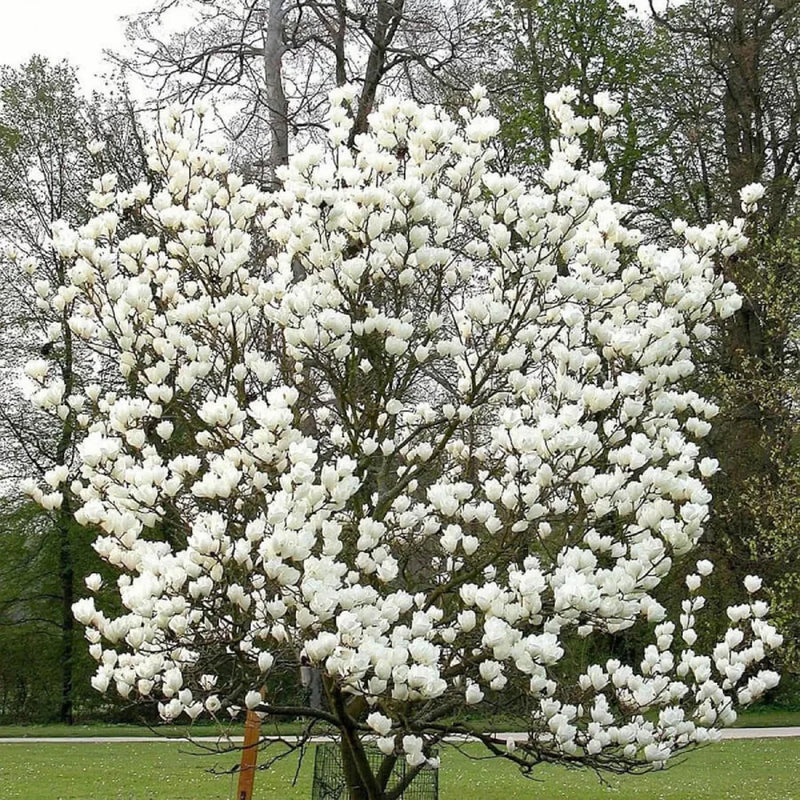 Magnolie Alba Superba - Magnolia Soulangeana Alba Superba