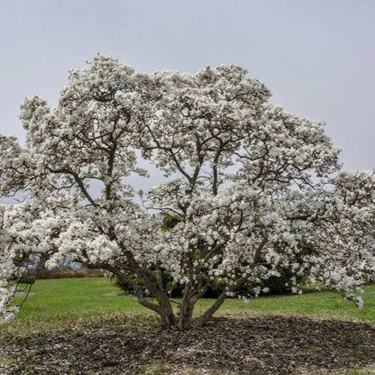 Magnolie Royal Star - Magnolia Stellata Royal Star