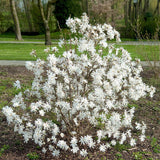 Magnolie Royal Star - Magnolia Stellata Royal Star